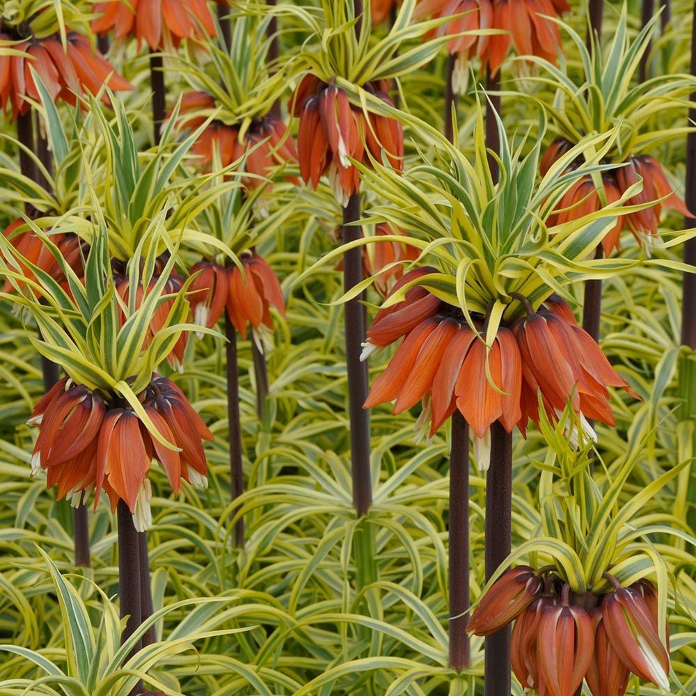 Fritillaria imperialis 'Aureomarginata'