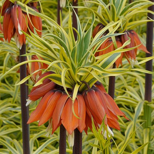 Fritillaria imperialis 'Aureomarginata'