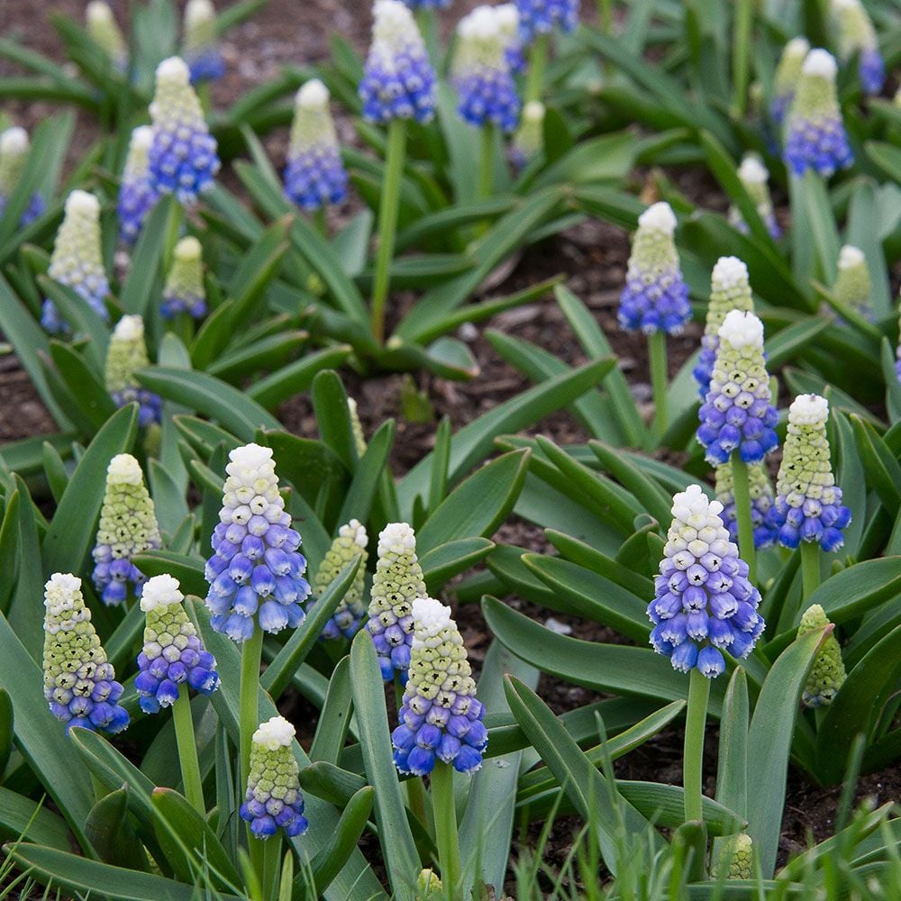 Muscari armeniacum 'Mountain Lady'