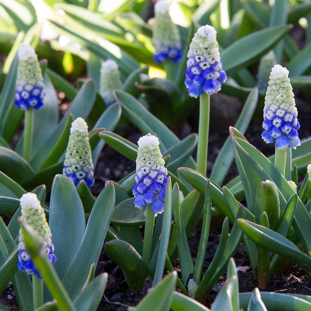 Muscari armeniacum 'Mountain Lady'
