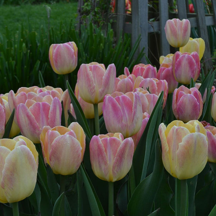 Grower's Choice Tulip Mix
