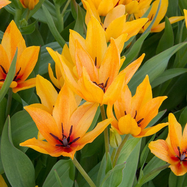 Tulip praestans 'Shogun'