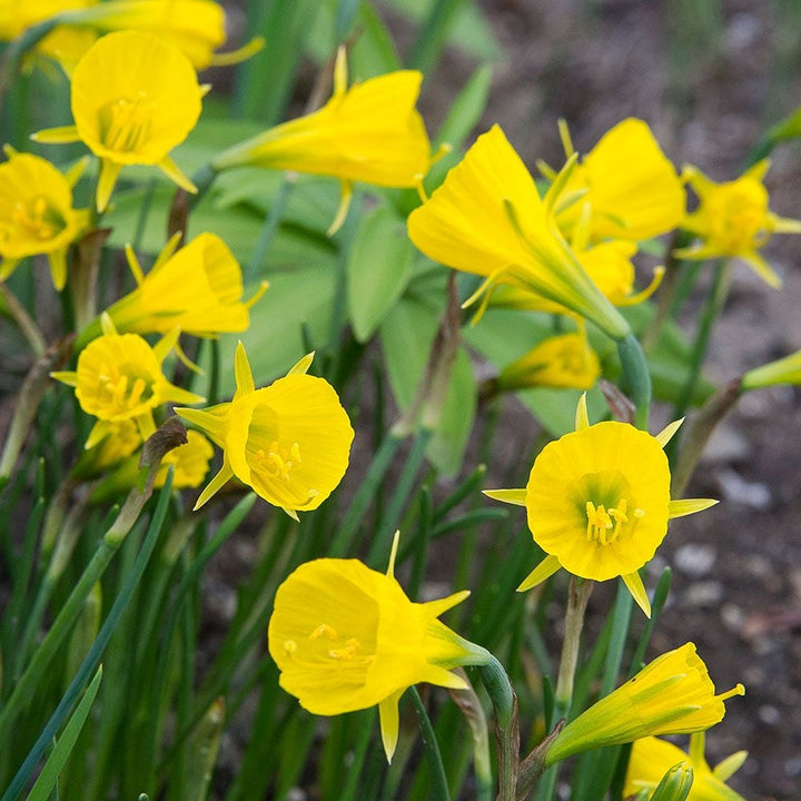 Narcissus 'Oxford Gold'
