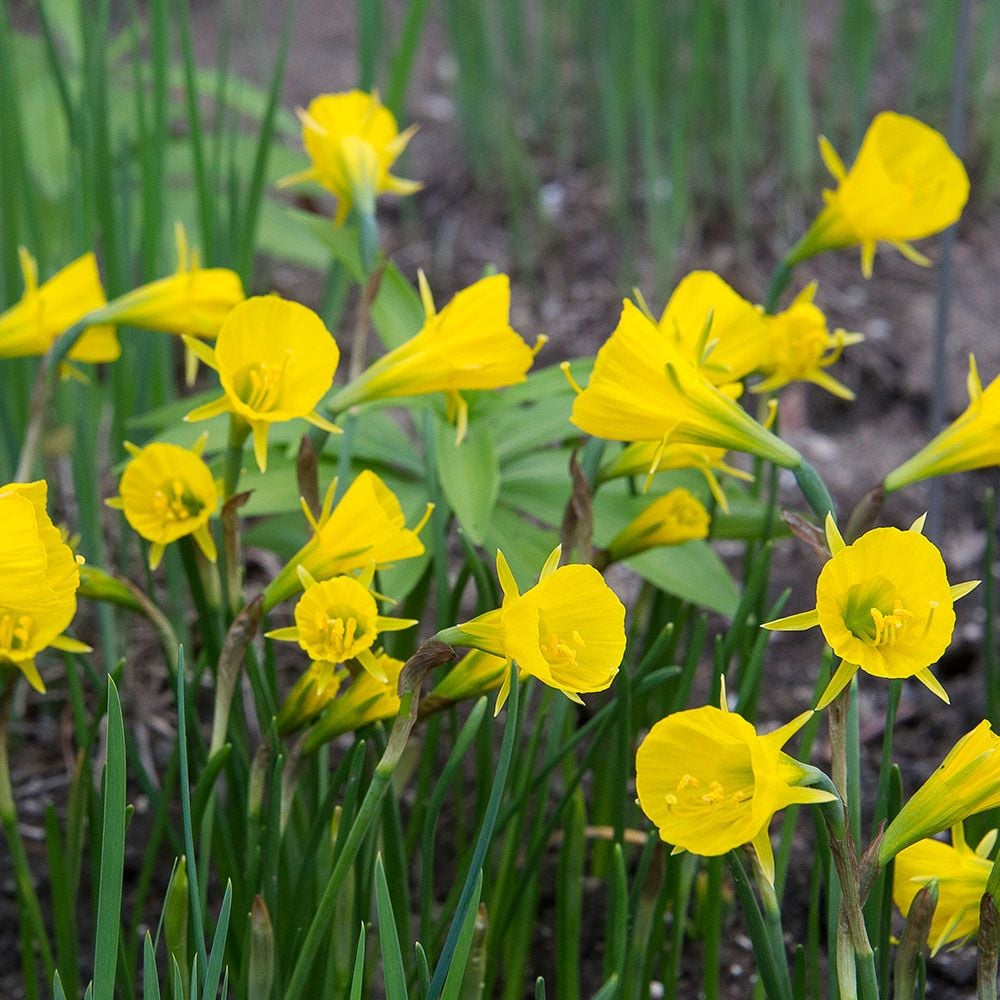 Narcissus 'Oxford Gold'