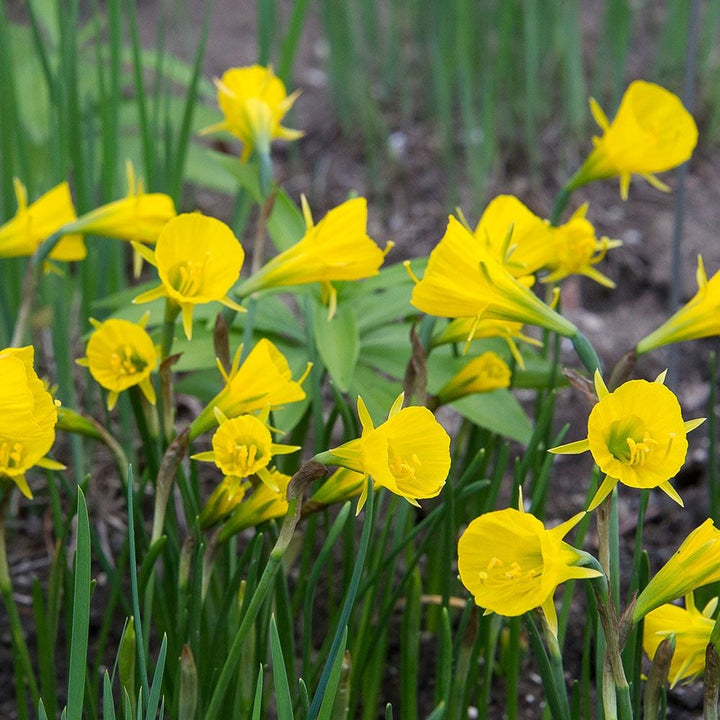 Narcissus 'Oxford Gold'