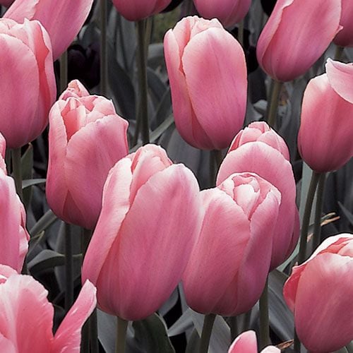 French Single Late Tulip Mix