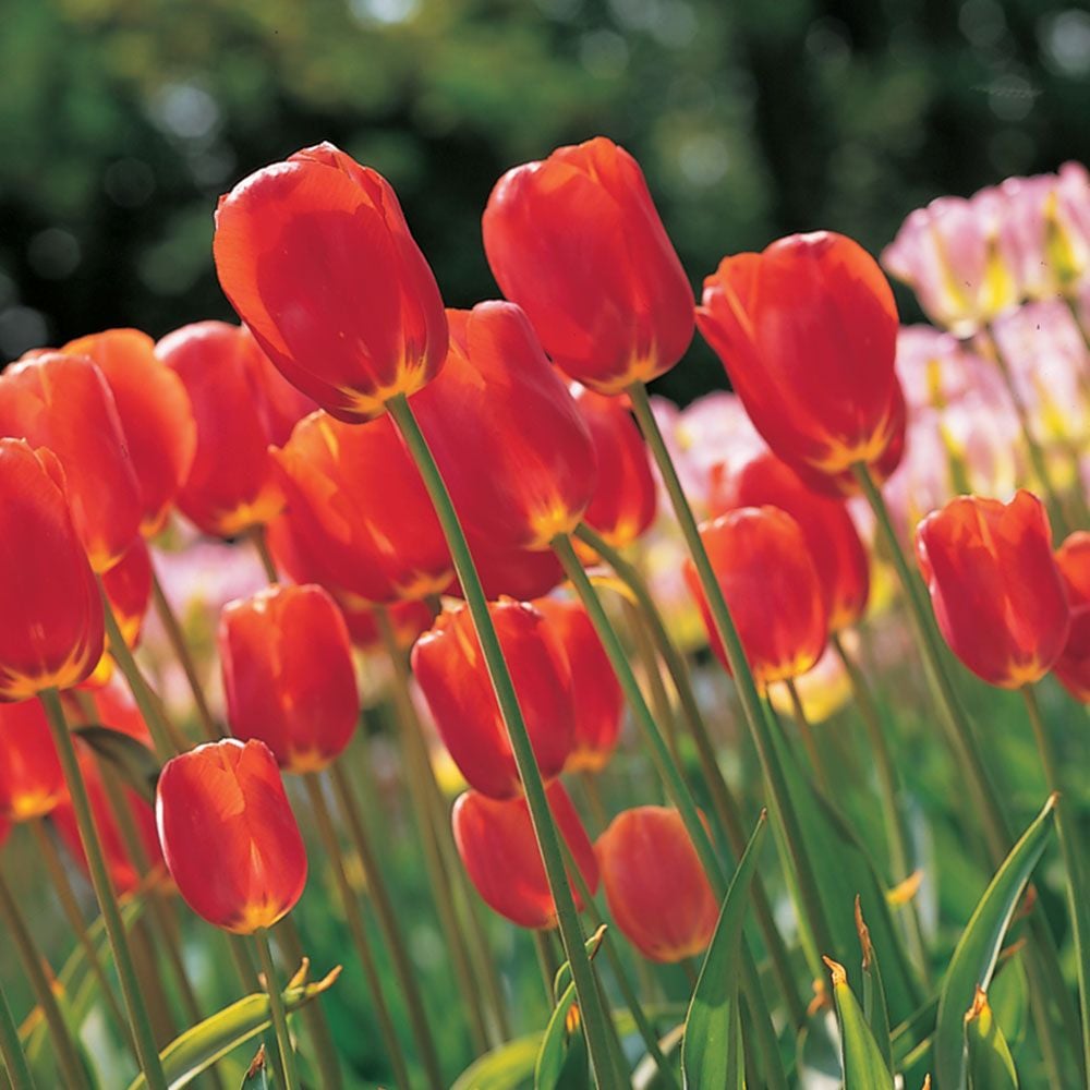 French Single Late Tulip Mix