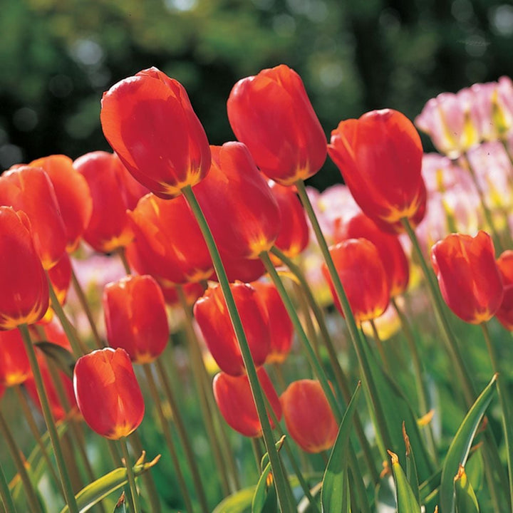 French Single Late Tulip Mix