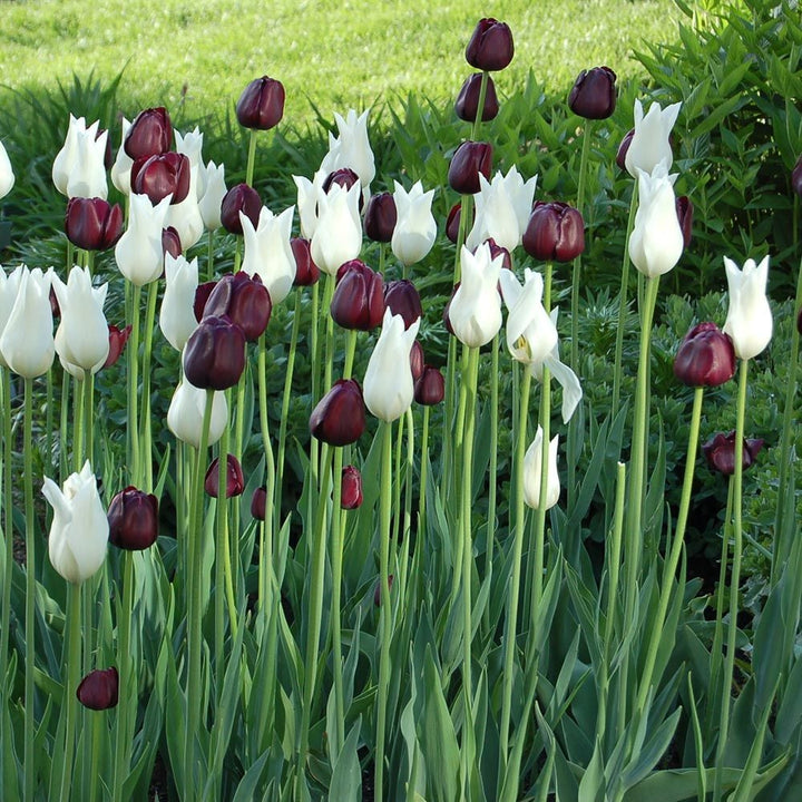 Nuit Blanche Tulip Mix