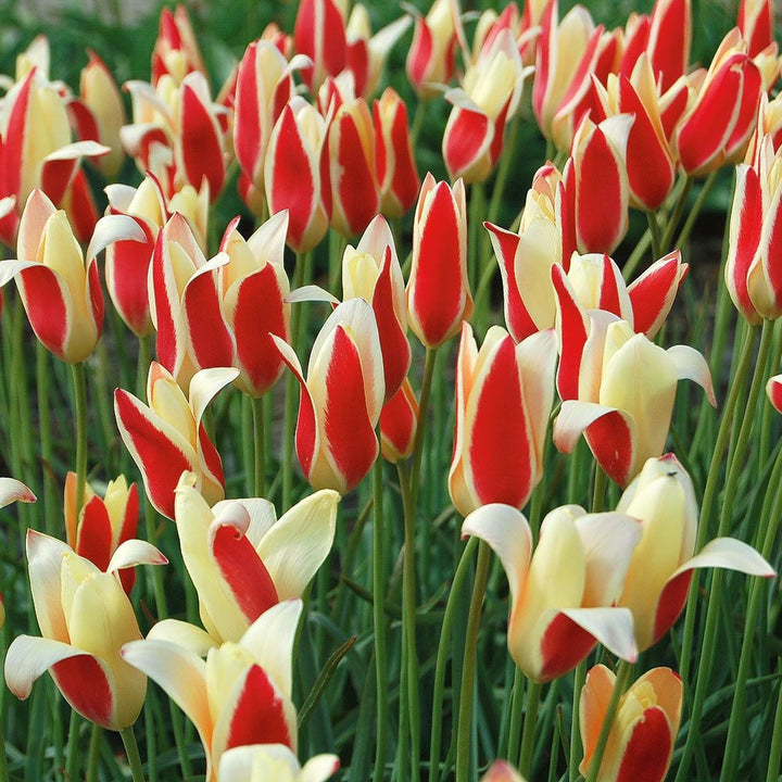 Turkish Tapestry - Species Tulip Mix