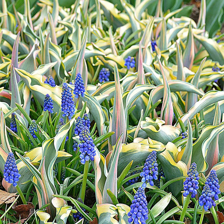 Muscari armeniacum