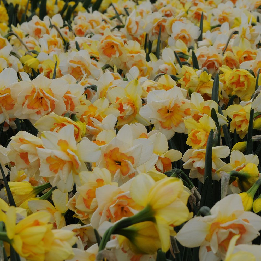 Narcissus 'Sweet Ocean'