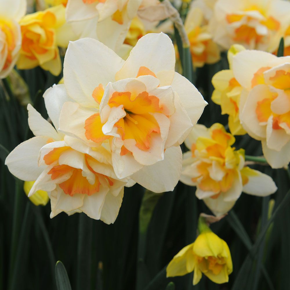 Narcissus 'Sweet Ocean'