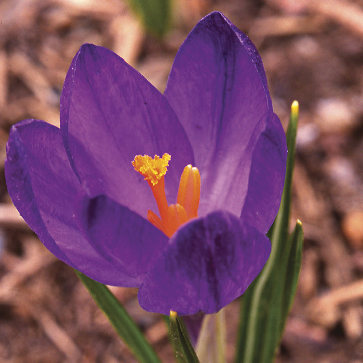 Farewell to Winter Crocus Mix