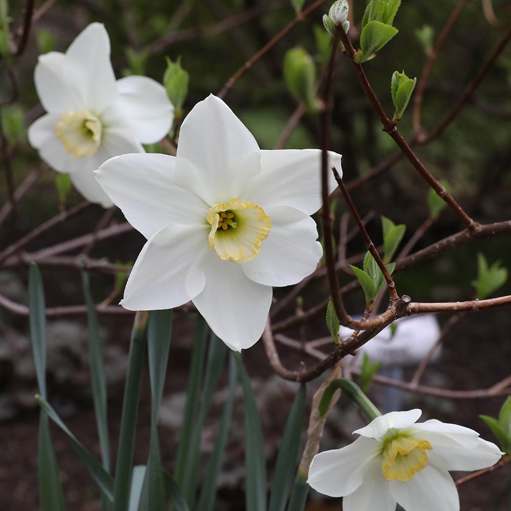 Narcissus 'Eleanor Auchincloss'