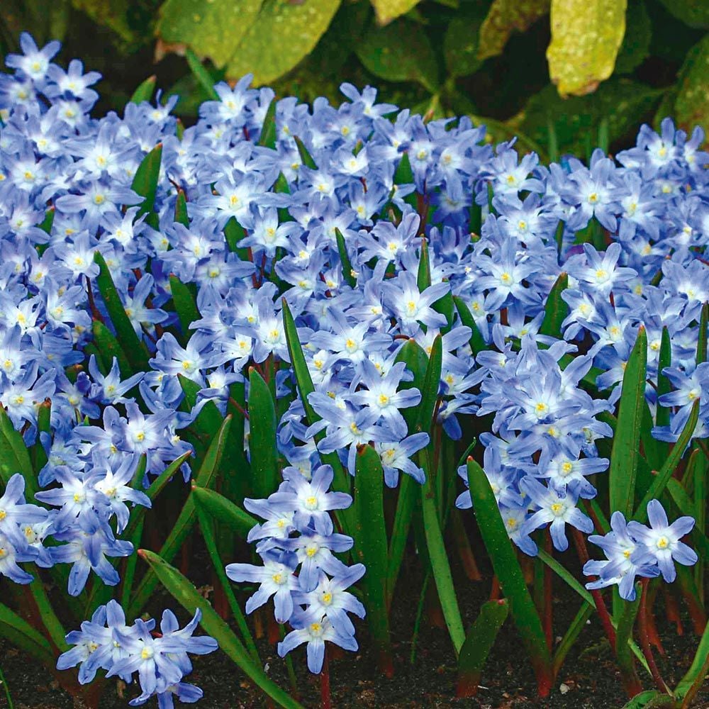 Chionodoxa - Glories of the Snow Mix