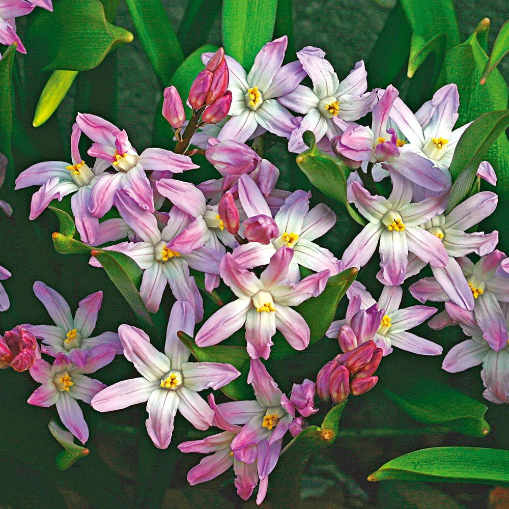 Chionodoxa - Glories of the Snow Mix