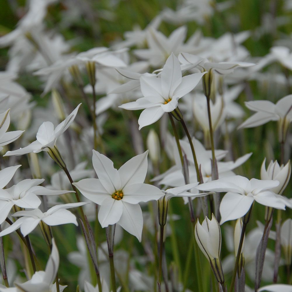 Ipheion 'Alberto Castillo'