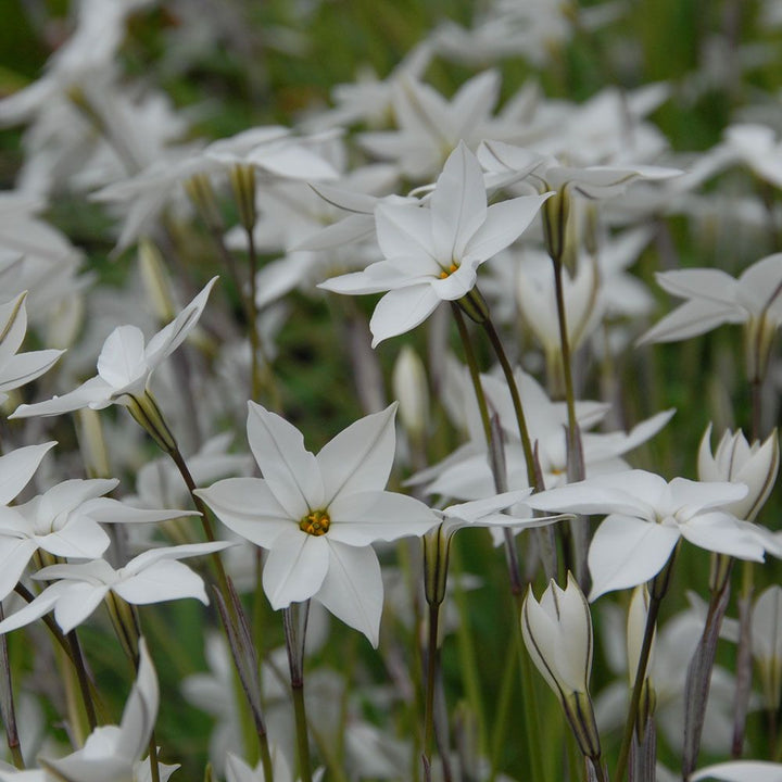 Ipheion 'Alberto Castillo'