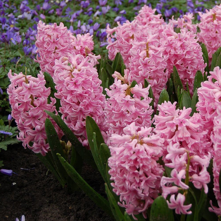 Hyacinthus May Day Bouquet Mix
