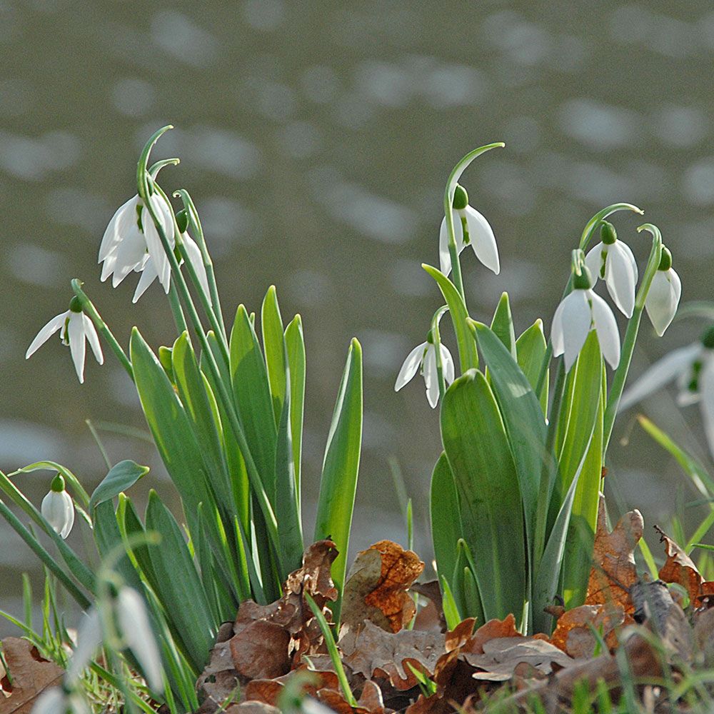Galanthus elwesii