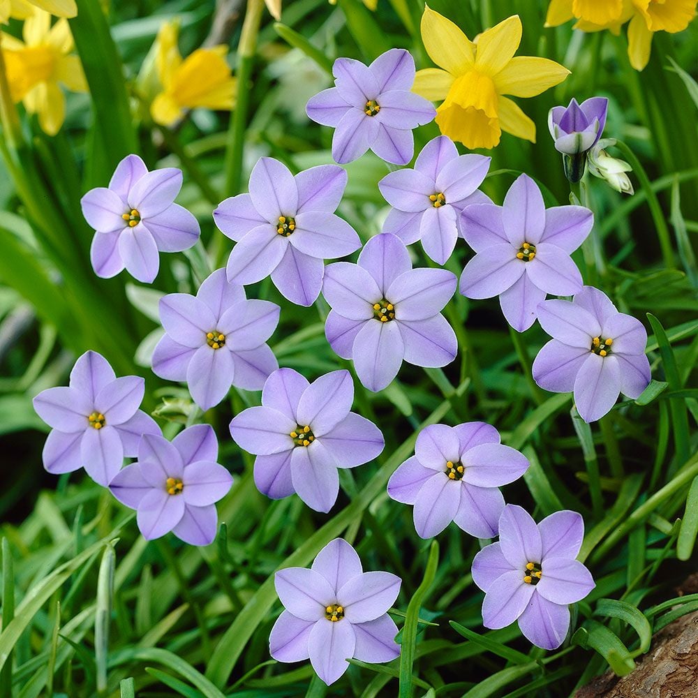 Ipheion 'Rolf Fiedler'