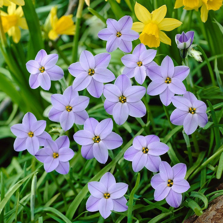 Ipheion 'Rolf Fiedler'