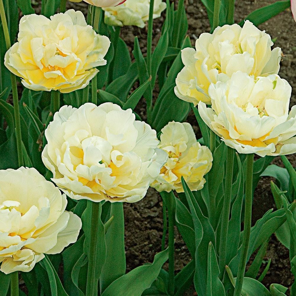Painter's Palette Tulip Mix