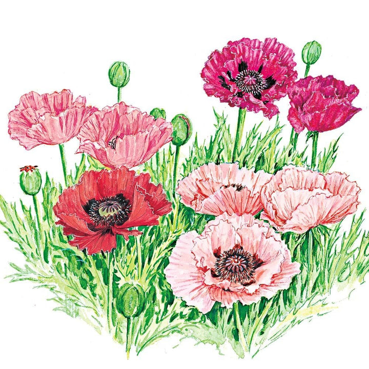 Rainbow Sampler of Oriental Poppies