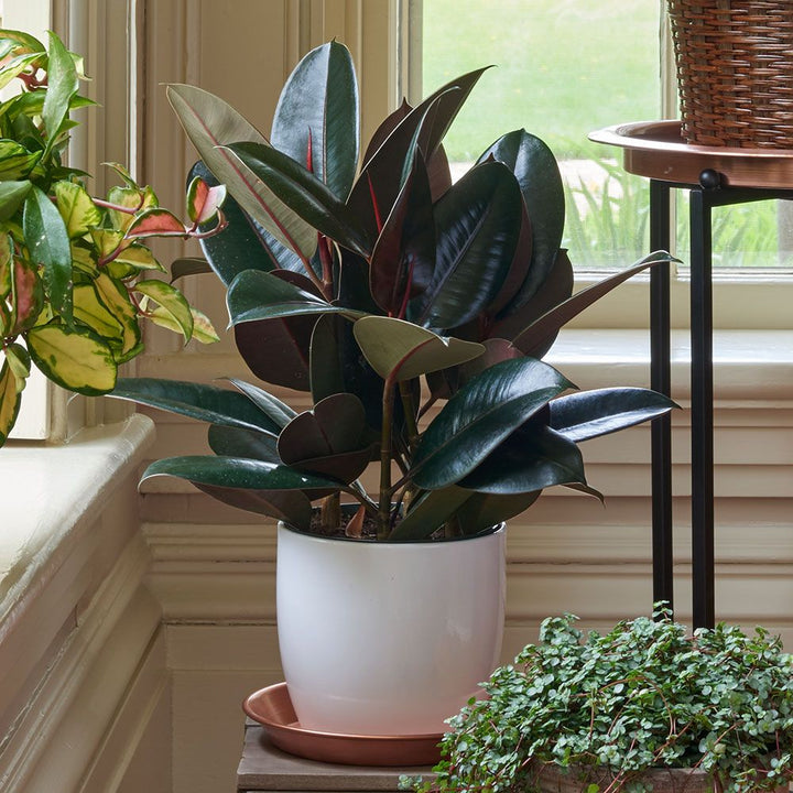 Burgundy Rubber Plant in ceramic cachepot
