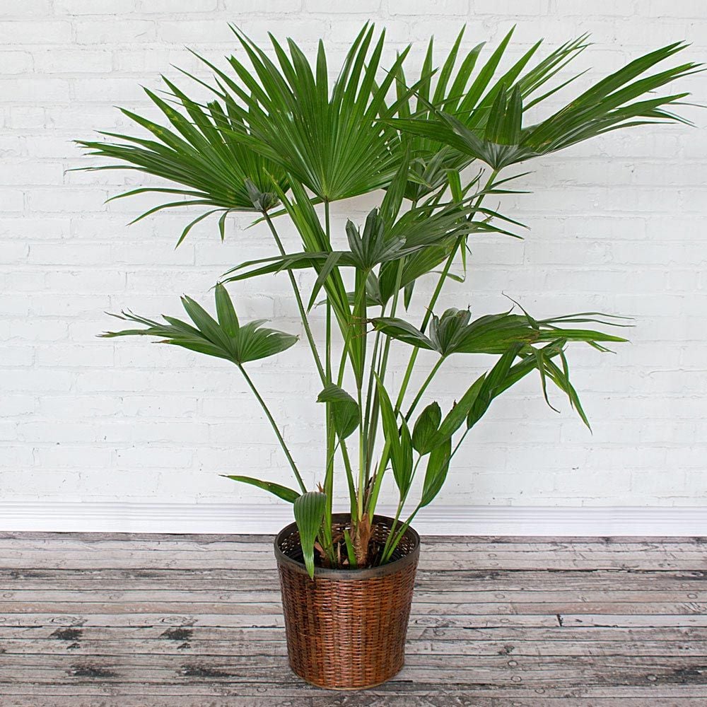 Chinese Fan Palm in woven basket