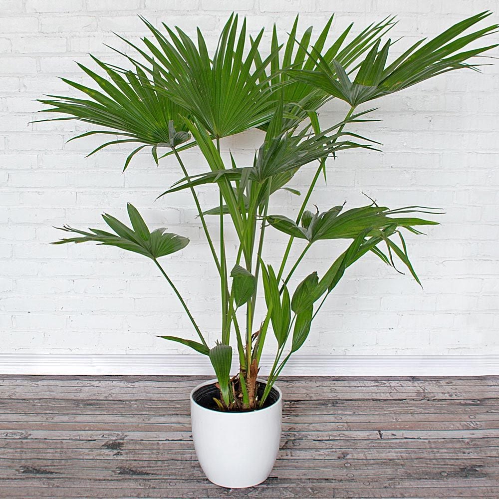 Chinese Fan Palm in ceramic cachepot