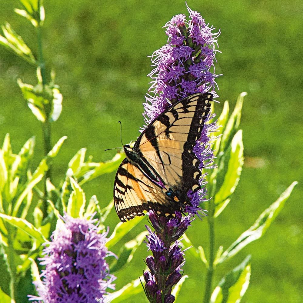 Butterfly Magnet Perennial Collection