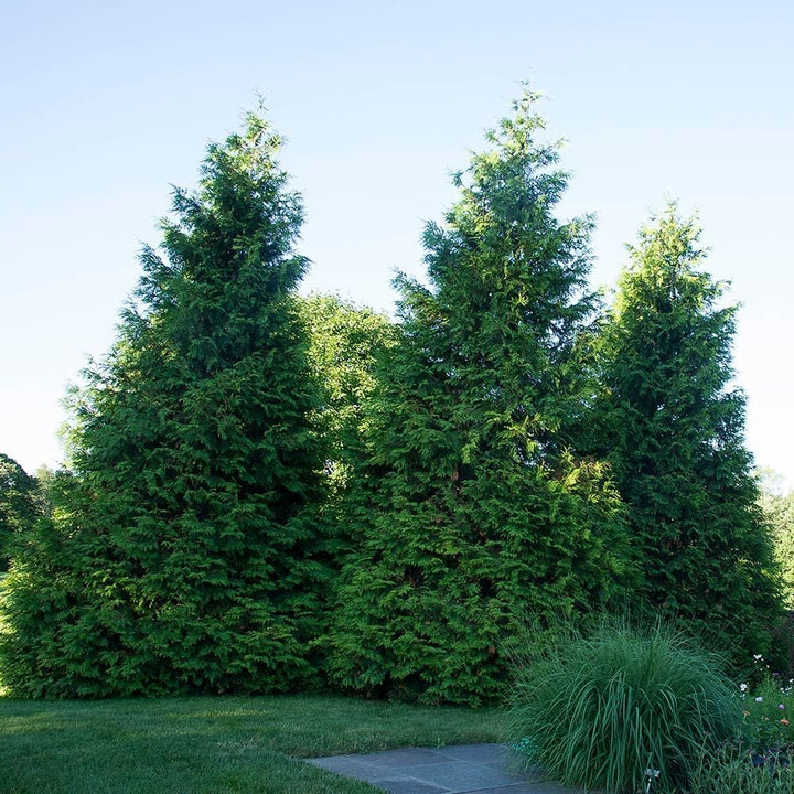 Thuja 'Green Giant'