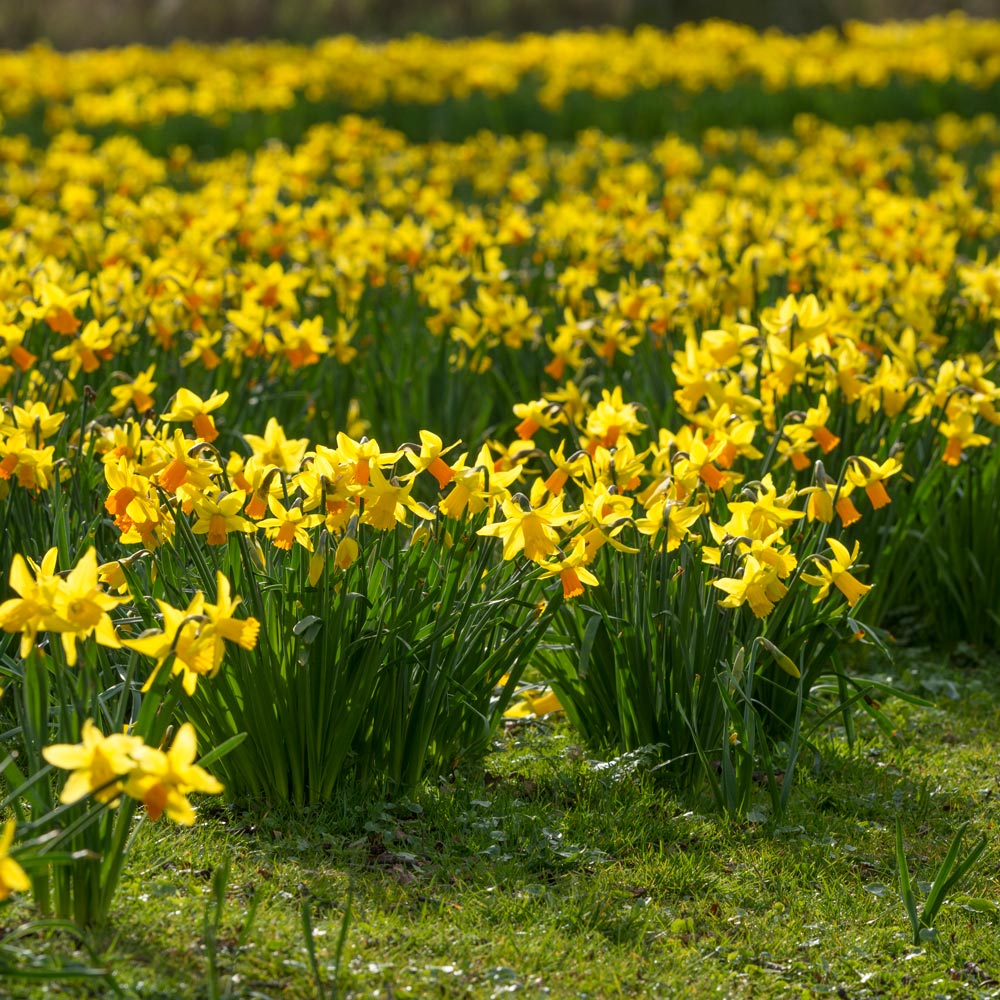 Narcissus 'Jetfire'