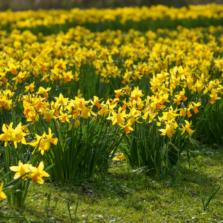 Narcissus 'Jetfire'