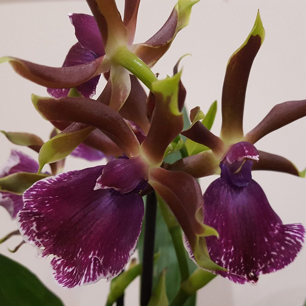 Zygopetalum Orchid 'Red Bird'