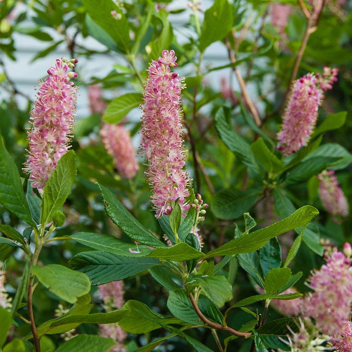 Clethra alnifolia 'Ruby Spice'