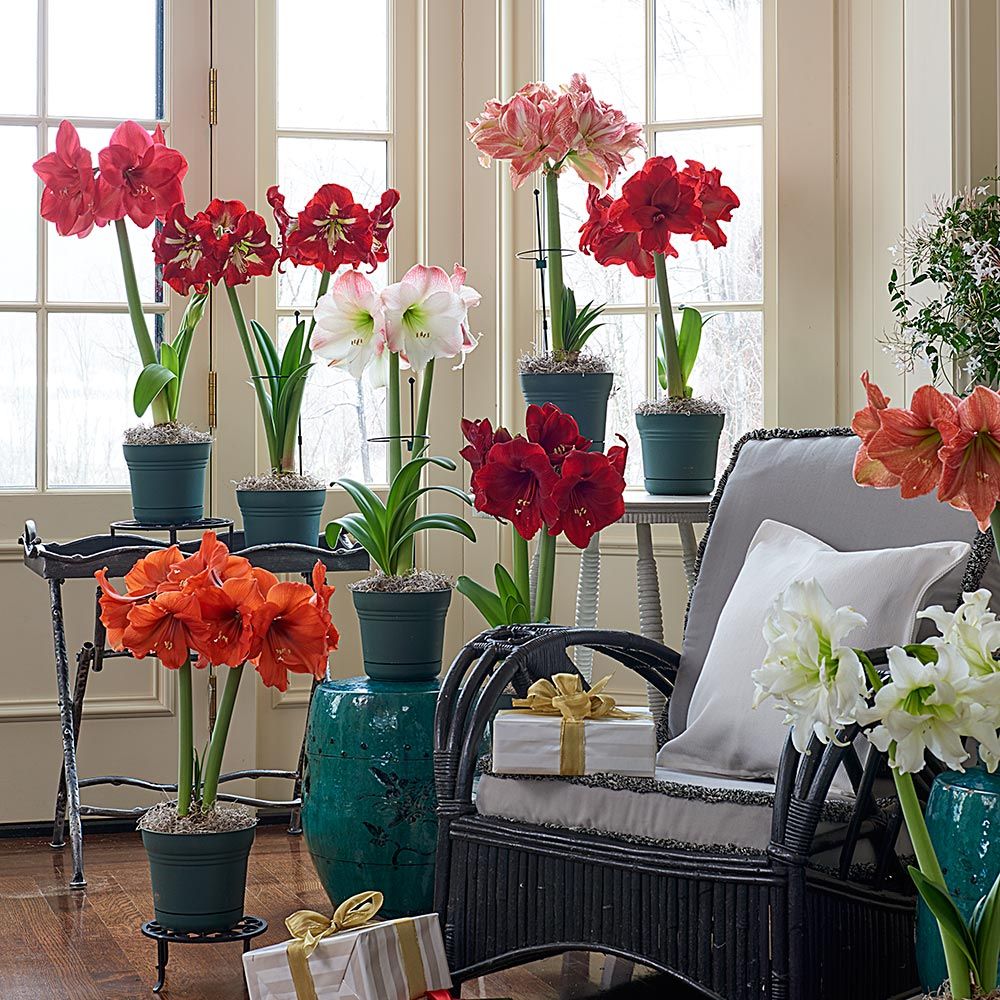 Connoisseur's Amaryllis Collection: 8 bulbs in green nursery pots