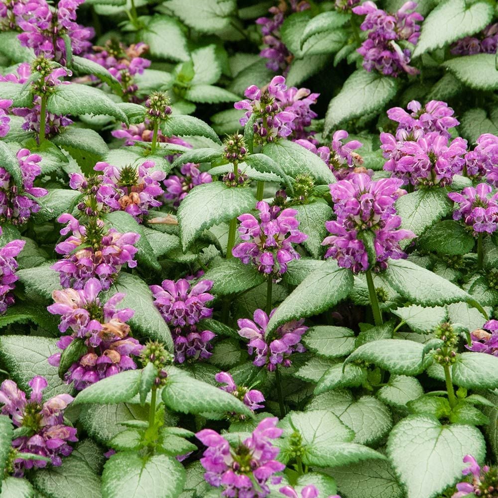 Lamium maculatum 'Purple Dragon'