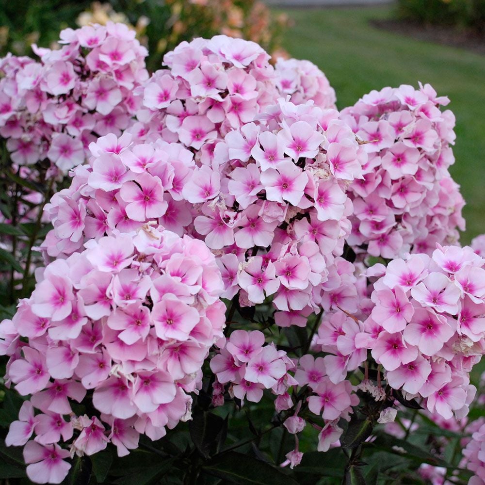 Phlox paniculata 'Bright Eyes'