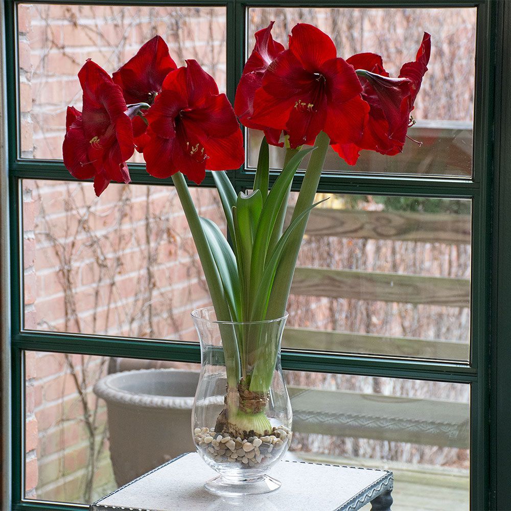 Amaryllis 'Red Reality,' one bulb with hurricane vase kit