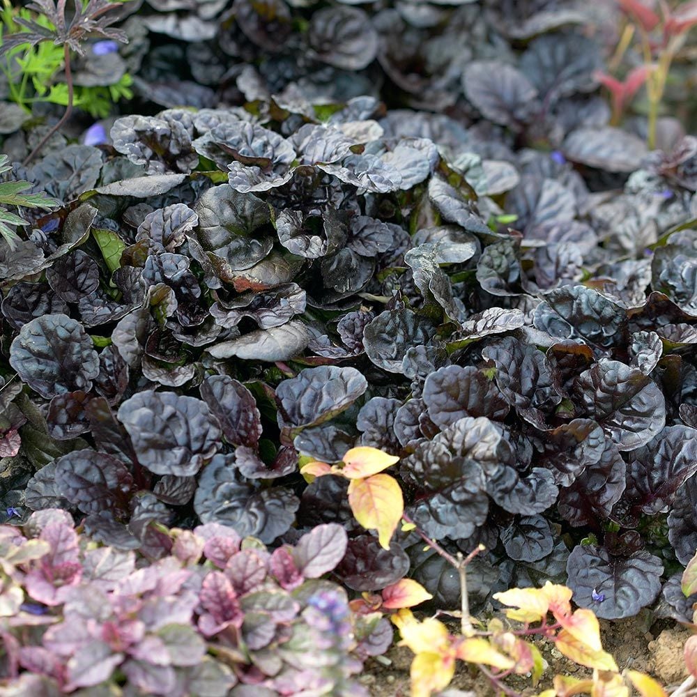 Ajuga reptans Walberton's® 'Black Scallop'