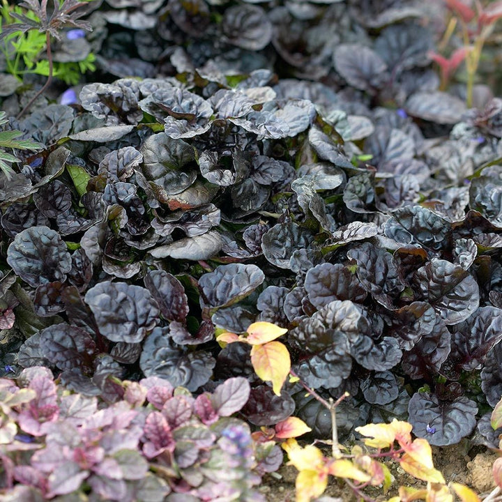 Ajuga reptans Walberton's® 'Black Scallop'
