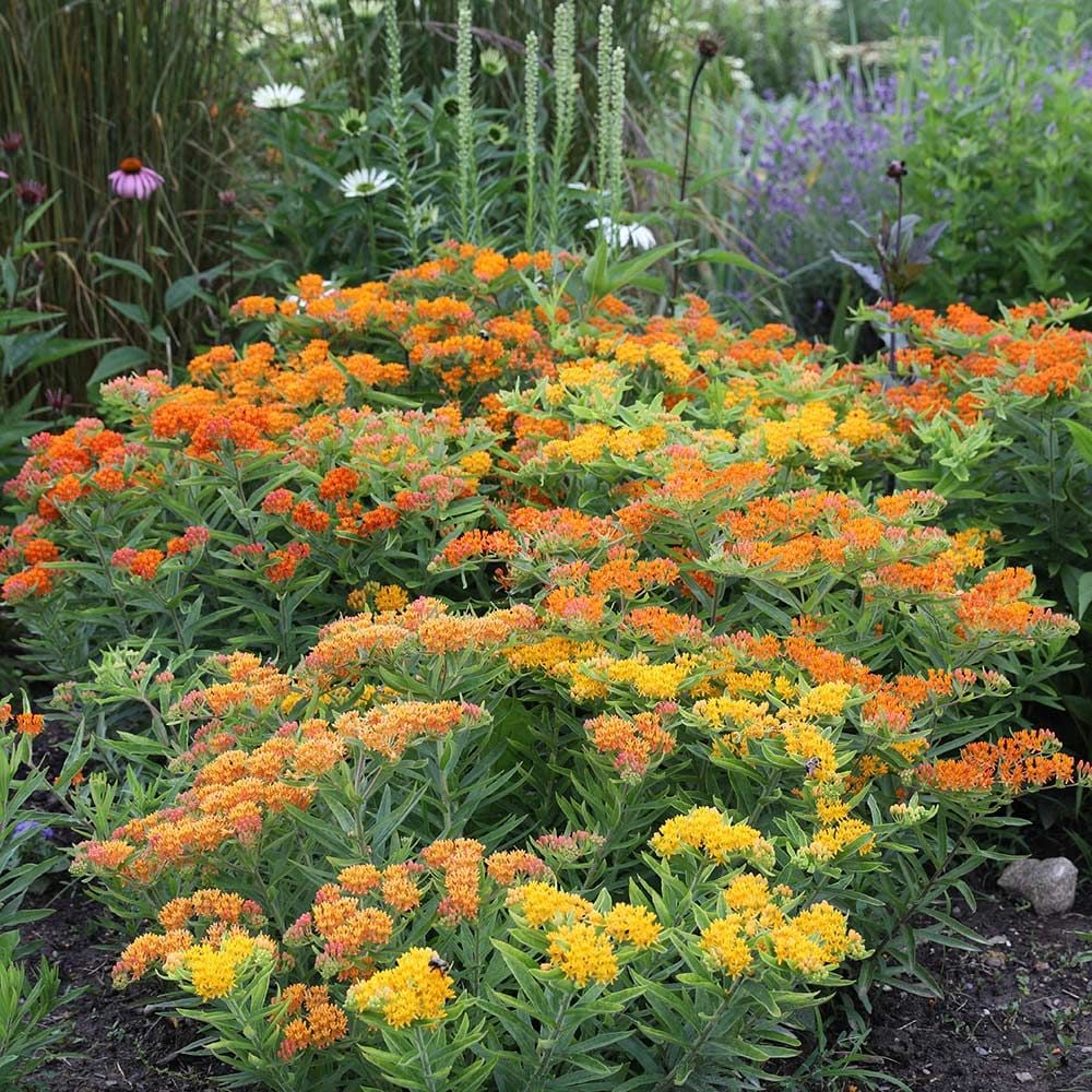 Monarch Butterfly Perennial Garden