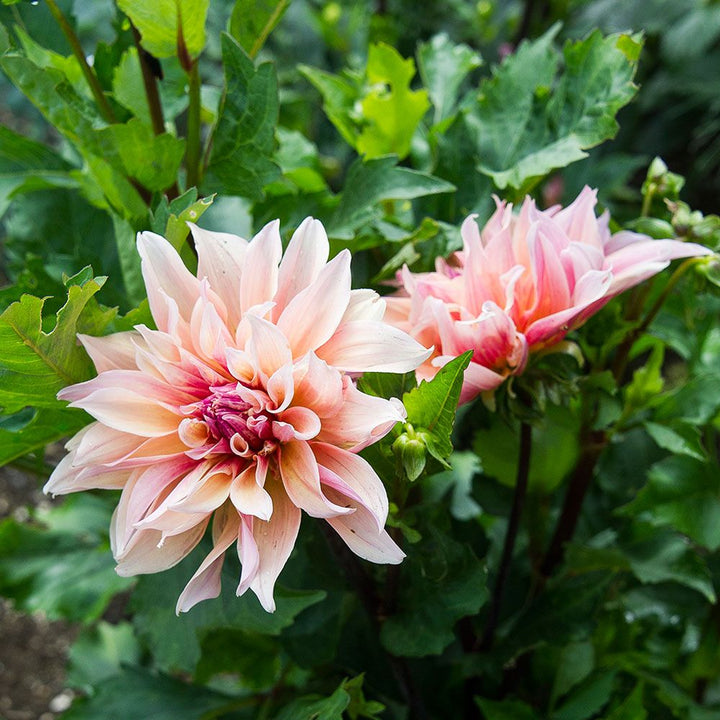 Dahlia 'Labyrinth'