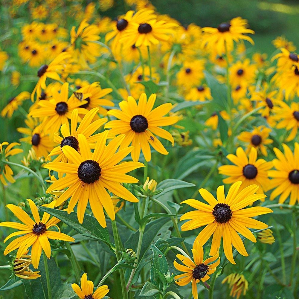 Rudbeckia fulgida sullivantii 'Goldsturm'