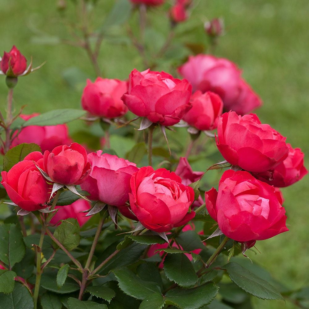 Rose Oso Easy Double Red®