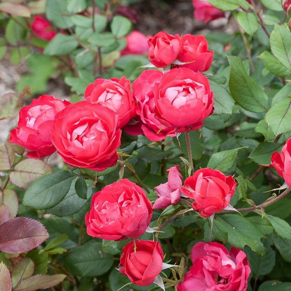 Rose Oso Easy Double Red®