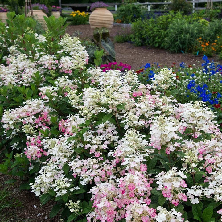#size_1-quart-pot